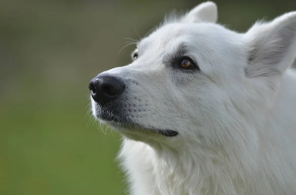 Portrait Cute Dog — Stock Photo, Image