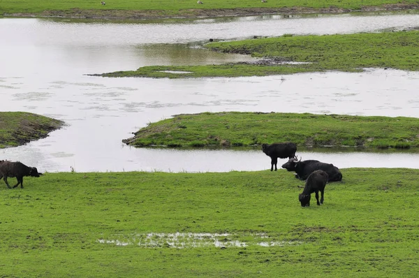 Buffalo Herbívoros Animais Vida Selvagem — Fotografia de Stock