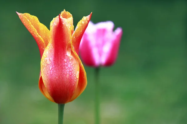 Vue Panoramique Belle Fleur Tulipe — Photo