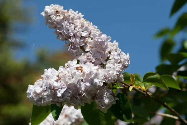 Vårlila Blommor — Stockfoto