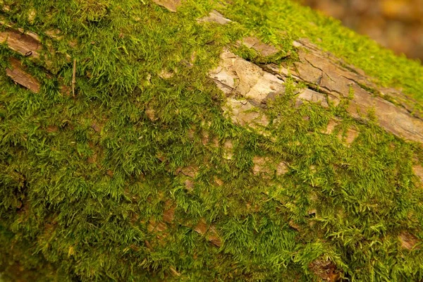 Casca Árvore Natureza Madeira Texturizada — Fotografia de Stock