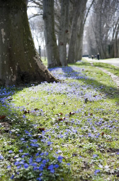 stock image platanenallee in spring with blooming blue anemone