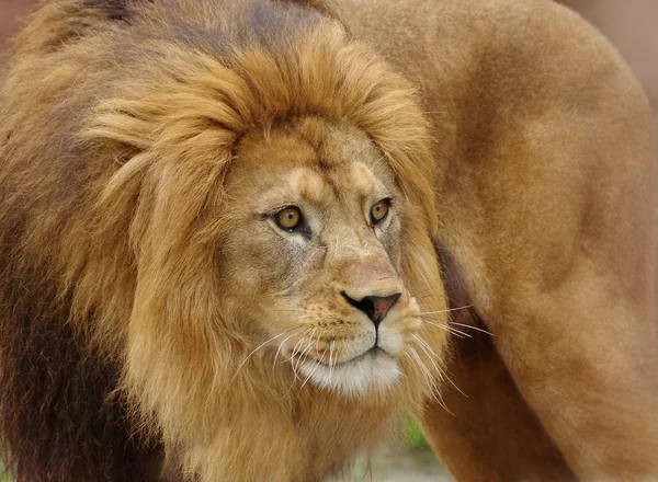 Θηρευτής Ζώο Θηρευτής Λιοντάρι — Φωτογραφία Αρχείου