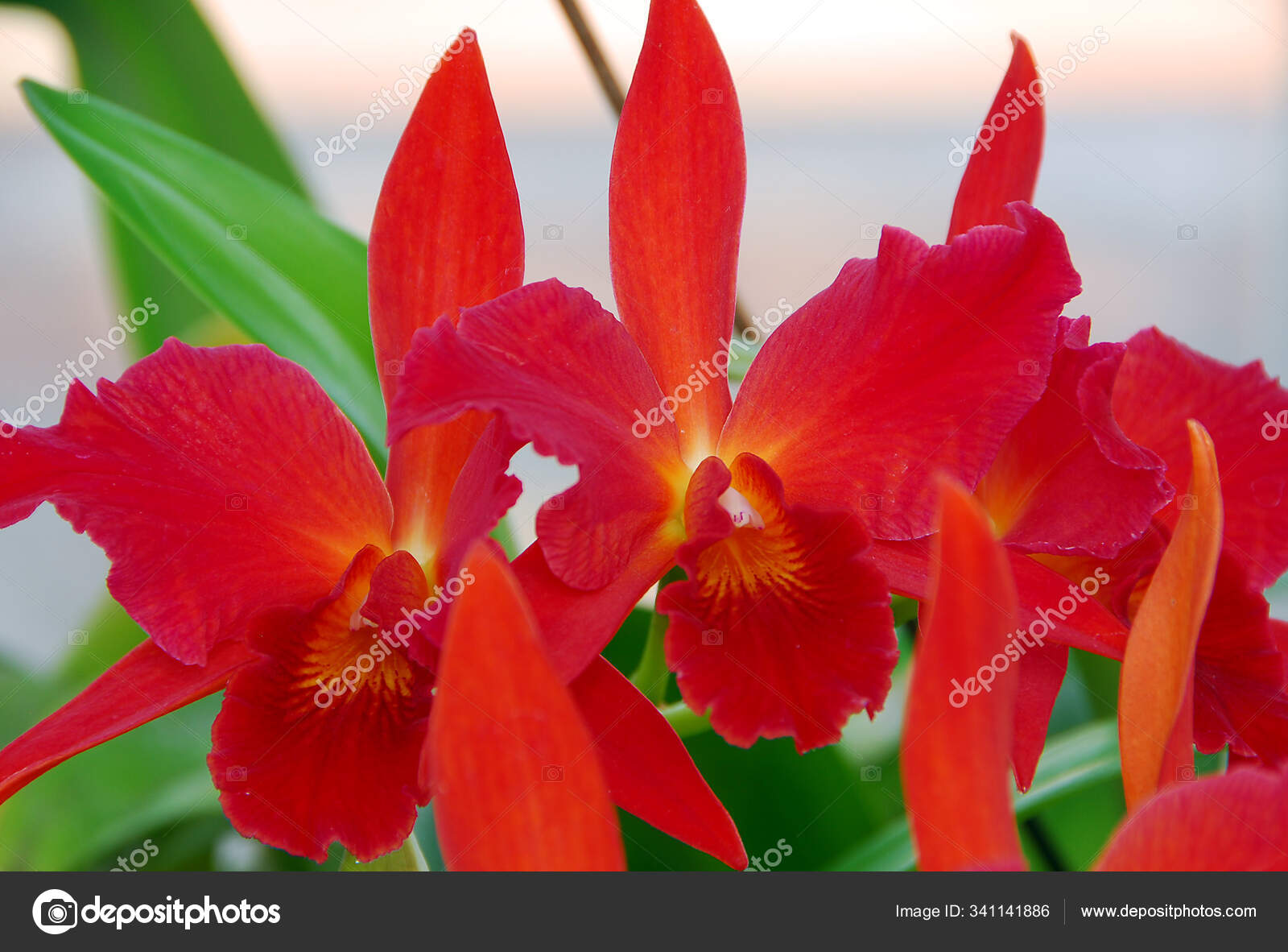 Flor Vermelha Brilhante Orquídea Cattleya Flor — Fotografias de Stock ©  PantherMediaSeller #341141886