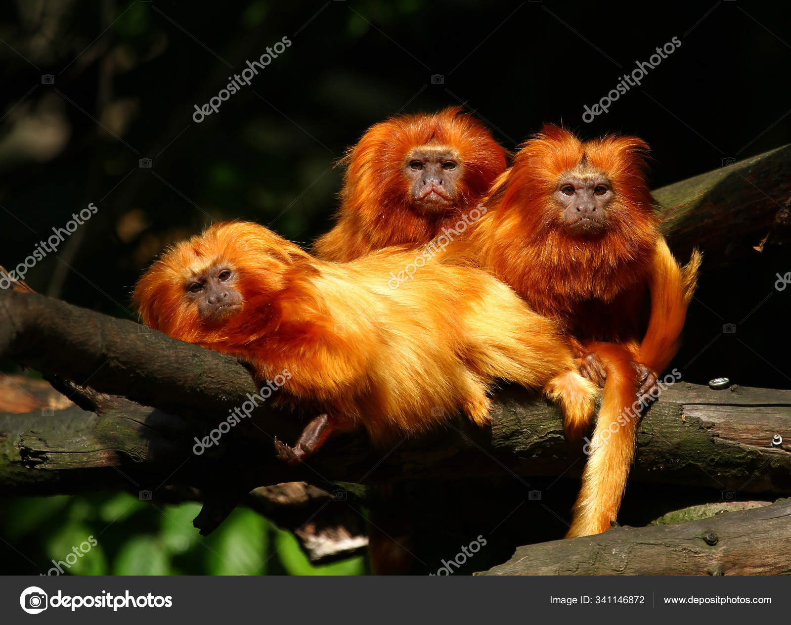 Brown Woolly Monkey Common Woolly Monkey — Stock Photo