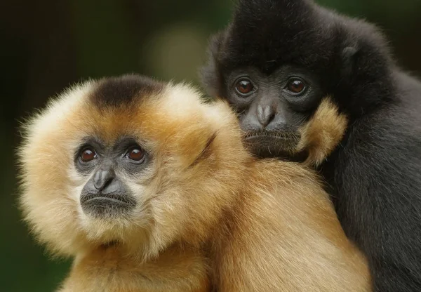 Opičí Zvíře Opičí Gibbon — Stock fotografie