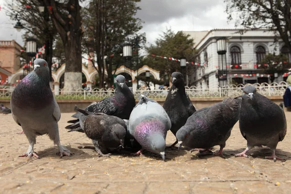 Alimentación Palomas Potosí —  Fotos de Stock