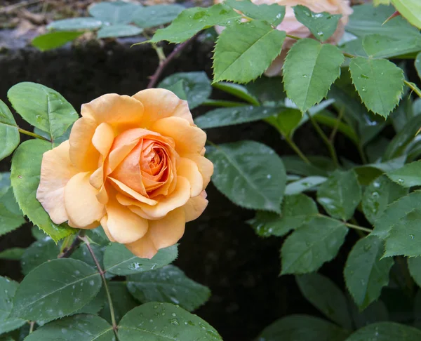 Orange Flower Garden — 스톡 사진