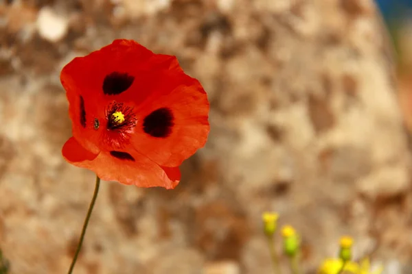 Flor Primavera Roja Con Abeja Pequeña Ella —  Fotos de Stock