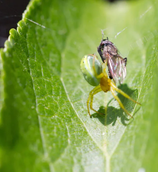 Close Bug Natureza Selvagem — Fotografia de Stock