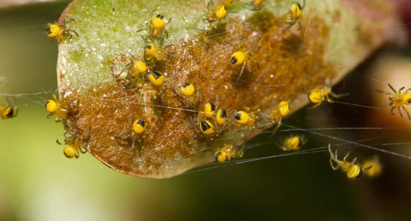 Close Bug Natureza Selvagem — Fotografia de Stock