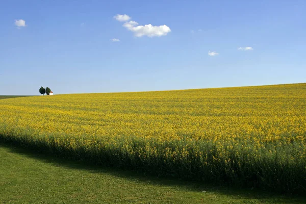 Rape Field Chapel — Stok fotoğraf