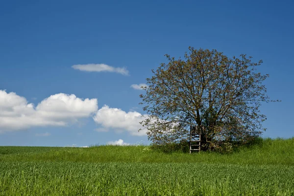 Pittoresk Uitzicht Natuur — Stockfoto