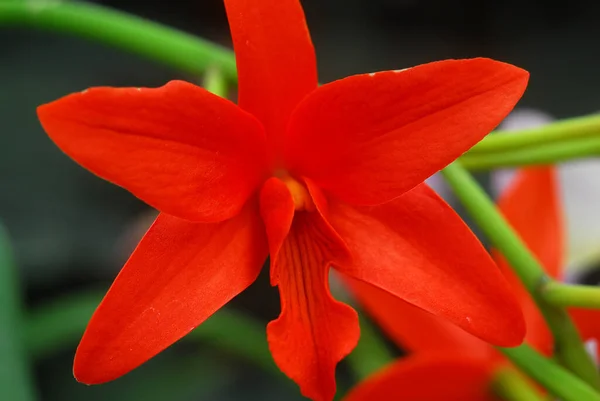 Fleur Orange Vif Orchidée Cattleya Fleur — Photo