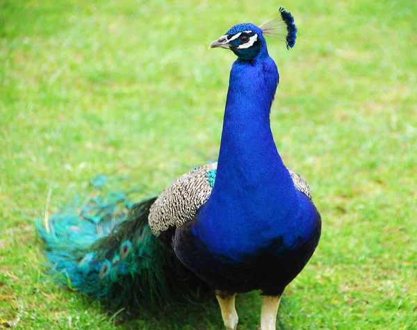Hell Gefärbt Grün Blau Pfau Vogel Tier — Stockfoto