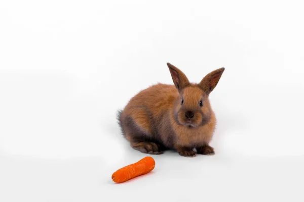 Animales Jóvenes Enfoque Selectivo — Foto de Stock