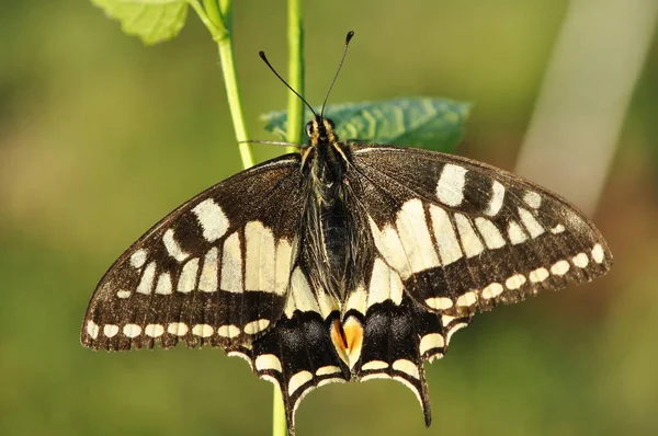 Iphiclides Podaliuris マクロ 簡潔なSwallowtai — ストック写真