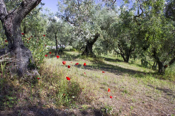 Oliveiras Toscana Italia — Fotografia de Stock