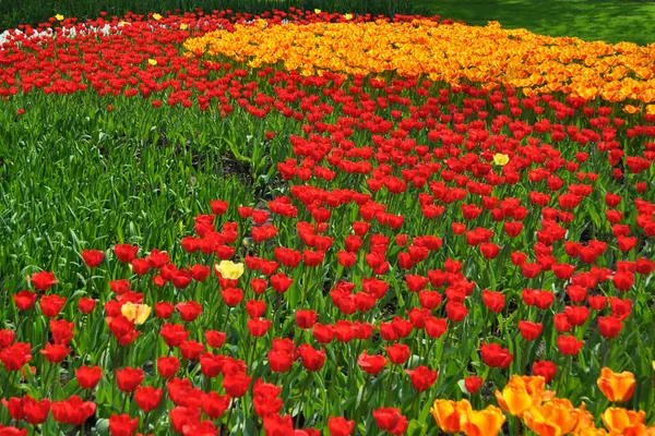 Colorful Tulips Flowers Filed — Stock Photo, Image