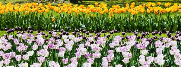 Villa Taranto Italy Famous Italian Garden Dedicated Area Tulips Cultivation — Stock Photo, Image