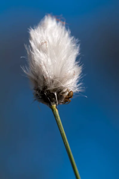 cottongrass blossom with spider in front of blue