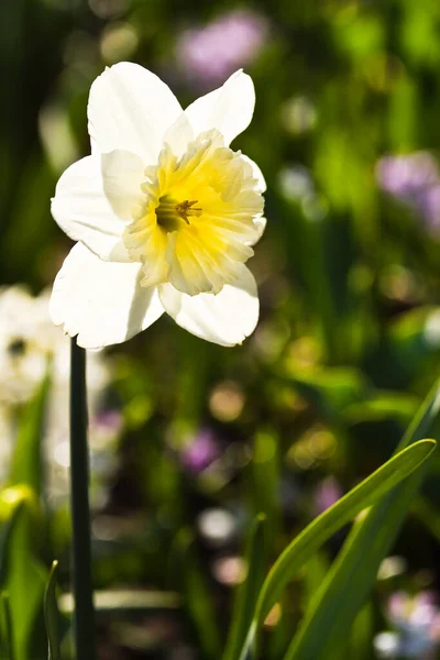 Daffodil Com Luz Solar Brilhando Através Das Pétalas Início Manhã — Fotografia de Stock