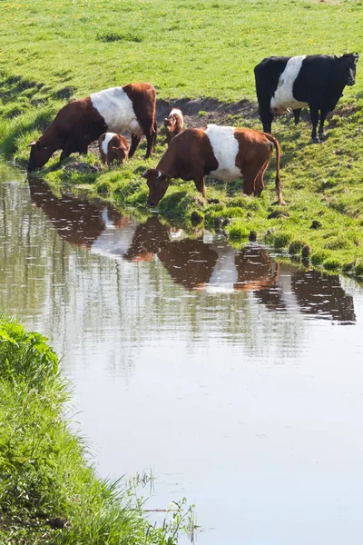 Ολλανδικές Αγελάδες Μια Παλαιά Και Σπάνια Φυλή Ολλανδών Βοοειδών Μόσχους — Φωτογραφία Αρχείου
