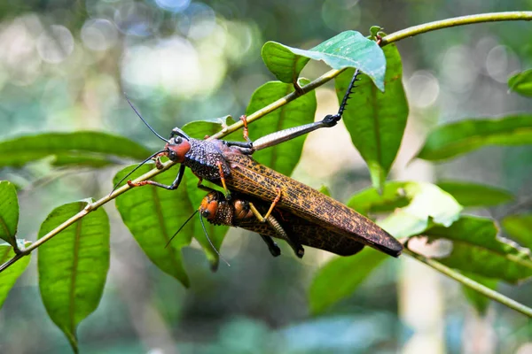 Cavallette Nella Giungla — Foto Stock