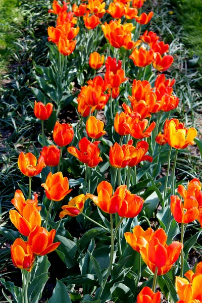 Bunte Tulpenblüten Feilen — Stockfoto