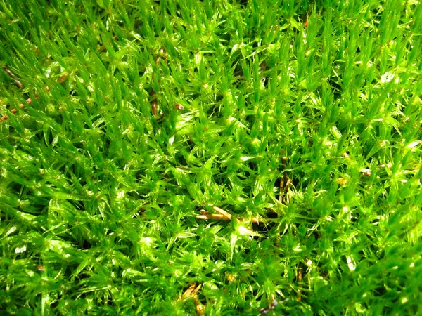 森の中の緑の湿った苔の背景 — ストック写真