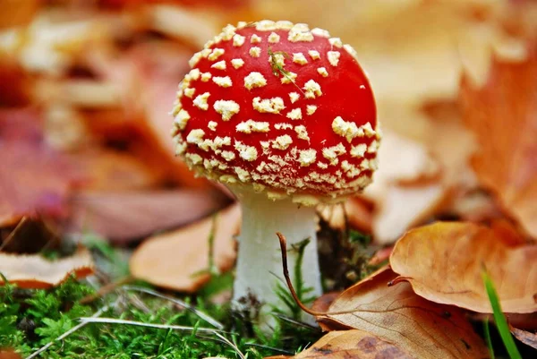 Close View Fly Agaric Forest — Stock Photo, Image