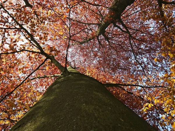 Flora Przyrodzie Pnie Drzew Botanicznych — Zdjęcie stockowe