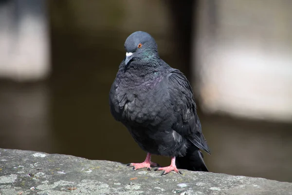 Vue Panoramique Sur Les Pigeons — Photo