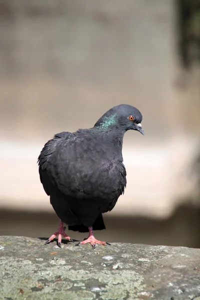 鳩の鳥の風景 — ストック写真