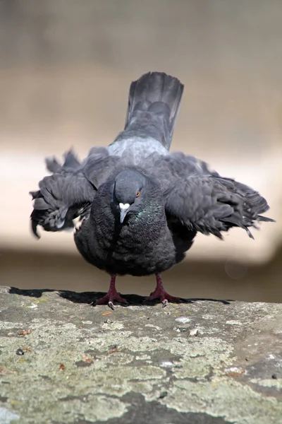 Scenic View Pigeon Birds — Stock Photo, Image