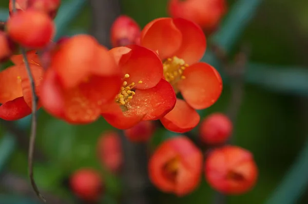 Belas Flores Vermelhas Jardim — Fotografia de Stock