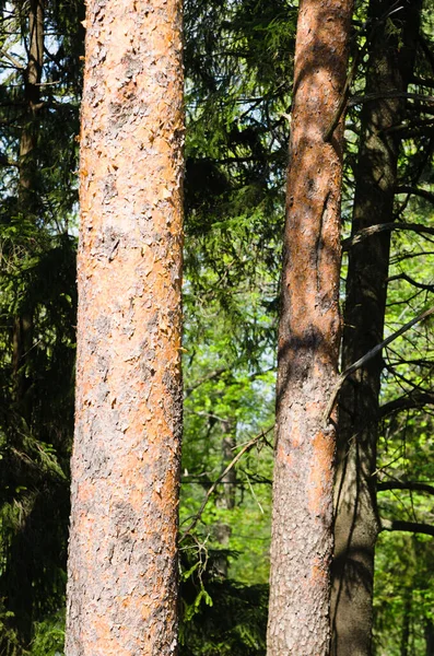森の背景に松の木の幹 クローズ アップ — ストック写真