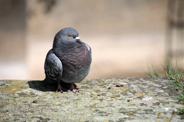 Scenic View Pigeon Birds — Stock Photo, Image