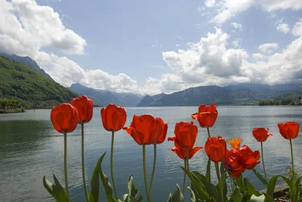 Rote Tulpen Vor Traunsee — Foto Stock