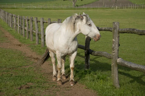 Cheval Blanc Équidé — Photo