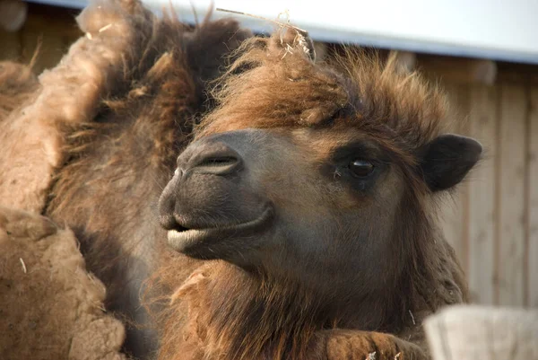 Camel Animal Nature Fauna — Stock Photo, Image