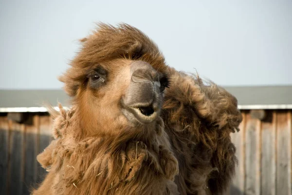 Animal Camelo Fauna Natural — Fotografia de Stock
