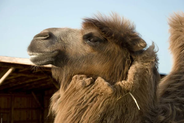 Kameel Dier Natuur Fauna — Stockfoto