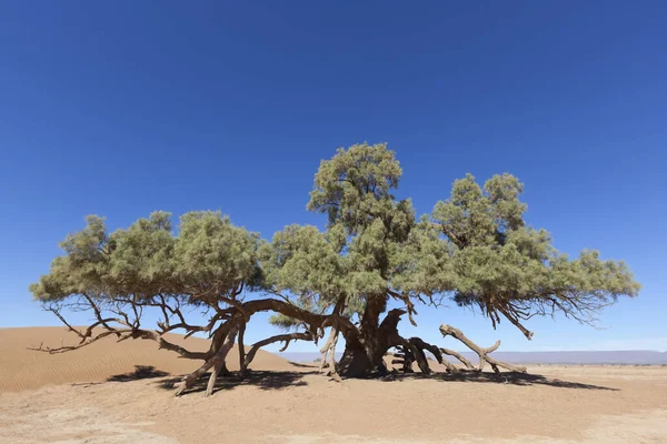 Seul Tamaris Tamarix Articulata Dans Désert Sahara Contre Ciel Bleu — Photo