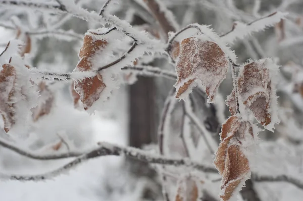 Inverno Nella Foresta — Foto Stock