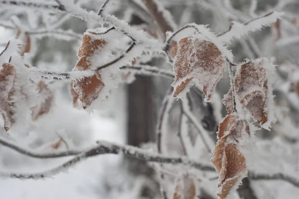 Winter Wald — Stockfoto