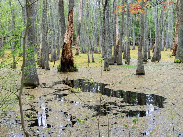 Bagna Nad Jeziorem Charles Luizjanie — Zdjęcie stockowe