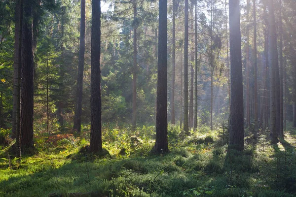Herbstlicher Morgen Mit Sonnenstrahlen Die Den Wald Zwischen Kiefern Und — Stockfoto