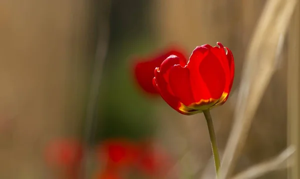 Fundo Floral Com Foco Seletivo Uma Única Tulipa Vermelha Brilhante — Fotografia de Stock