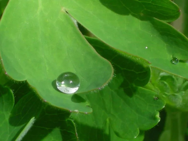 Gotas Agua Hoja —  Fotos de Stock